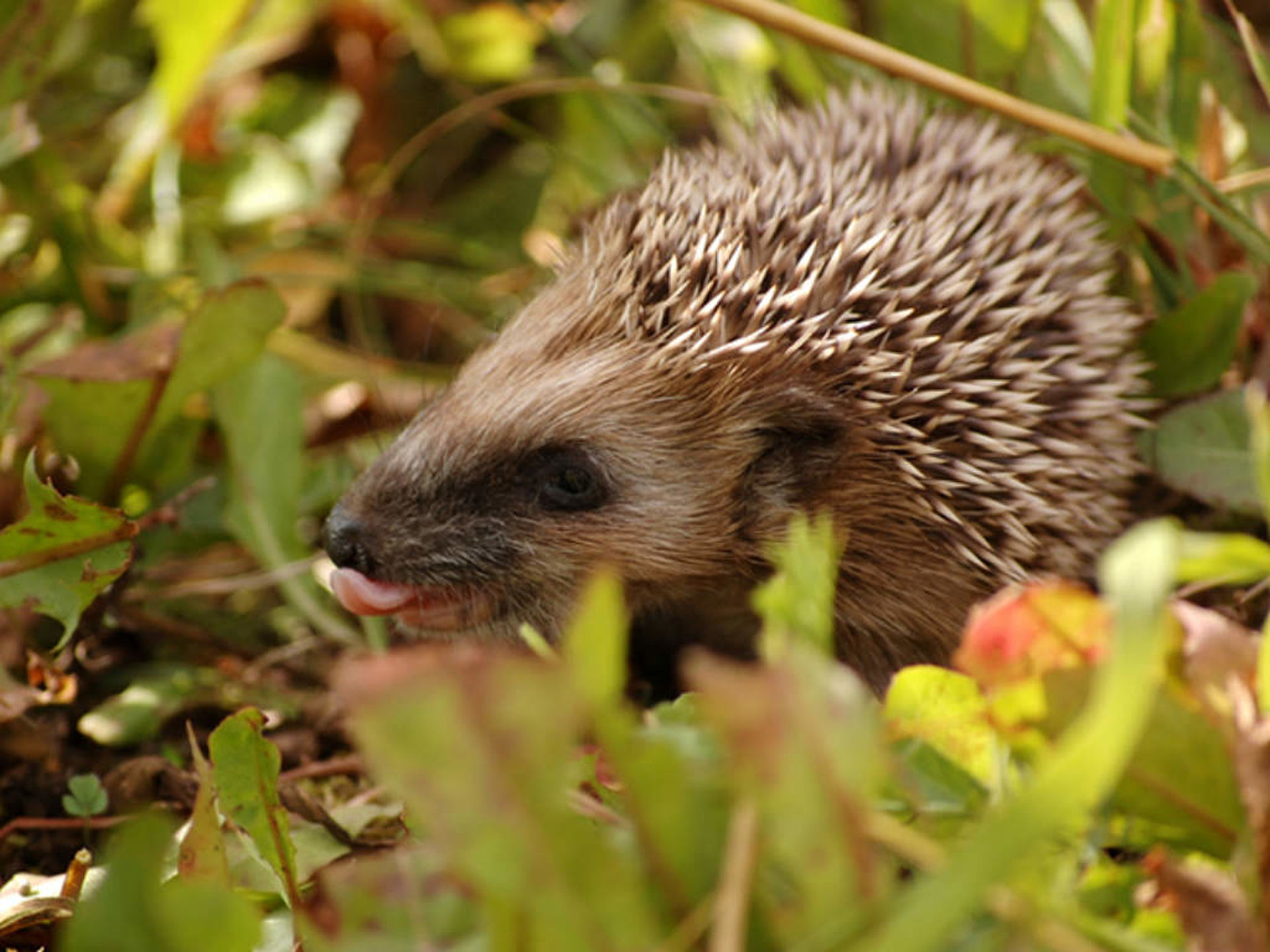 a hedgehog in the foliage